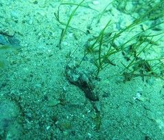 Maxillicosta scabriceps