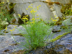 Lomatium brunsfeldianum