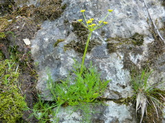 Lomatium brunsfeldianum