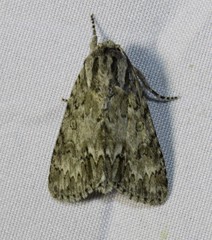 Acronicta rubricoma
