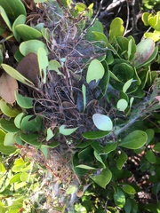 Hypocala deflorata