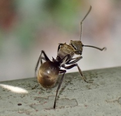 Polyrhachis vigilans