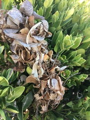 Hypocala deflorata