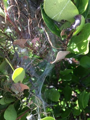 Hypocala deflorata