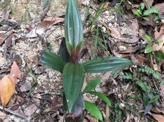 Boehmeria densiflora