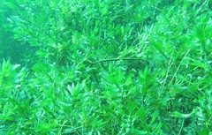 Siphonognathus argyrophanes