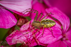 Peucetia rubrolineata