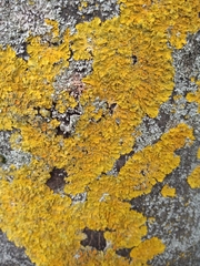Xanthoria parietina
