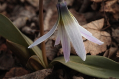 Erythronium krylovii