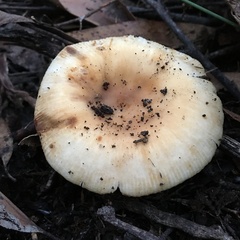 Russula neerimea