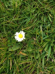 Bellis perennis