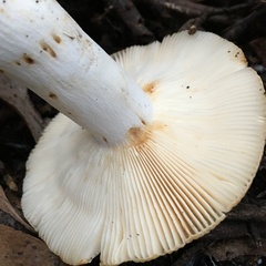 Russula neerimea
