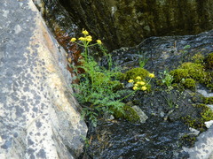 Lomatium brunsfeldianum