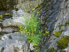 Lomatium brunsfeldianum