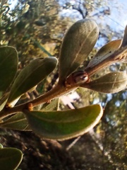 Peltoschema hamadryas