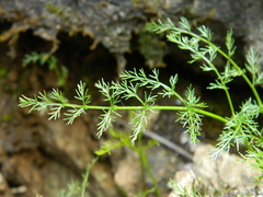 Lomatium brunsfeldianum