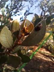 Peltoschema hamadryas