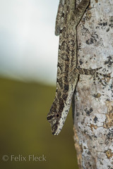 Anolis antonii