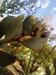 Peltoschema hamadryas