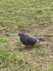 Columba livia