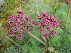 Lomatium columbianum