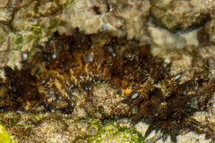 Stichopus horrens
