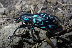 Eupyrgops waltonianus