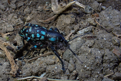 Eupyrgops waltonianus