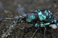 Eupyrgops waltonianus