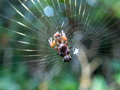 Cyclosa confusa