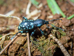 Eupyrgops waltonianus