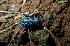 Eupyrgops waltonianus