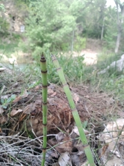 Equisetum ramosissimum ramosissimum