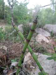 Equisetum ramosissimum ramosissimum