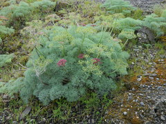 Lomatium columbianum