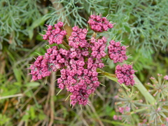 Lomatium columbianum