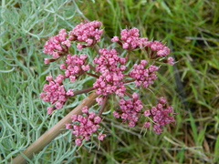 Lomatium columbianum