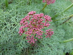 Lomatium columbianum