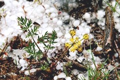 Lomatium cous