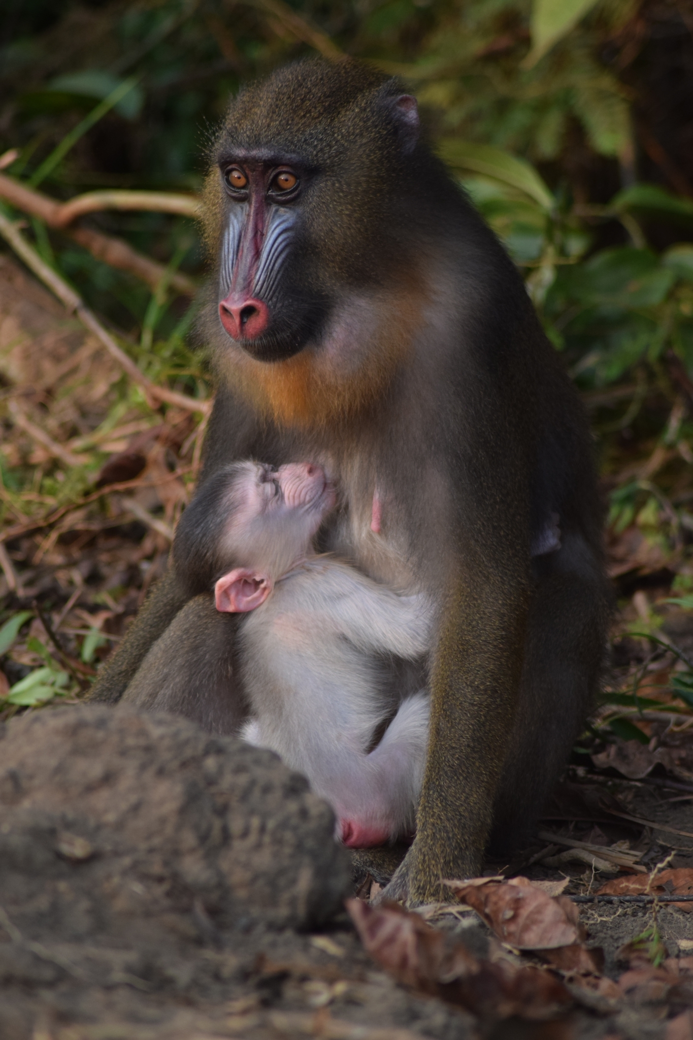 Mandrill ‎– 2枚 bb7a06_4cb6d8ba5f9f4e5eba65e0a