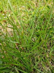 Brachypodium pinnatum
