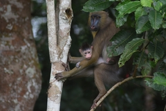 Mandrillus sphinx