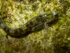 Istiblennius