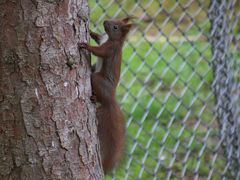Sciurus vulgaris