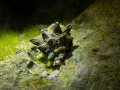 Rapaninae