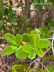 Eugenia fajardensis