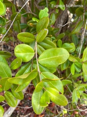 Eugenia fajardensis