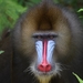Mandrill - Photo (c) pgtz, some rights reserved (CC BY-NC), uploaded by pgtz