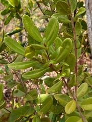 Eugenia fajardensis