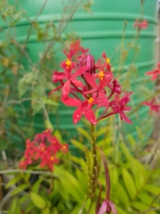 Epidendrum × obrienianum